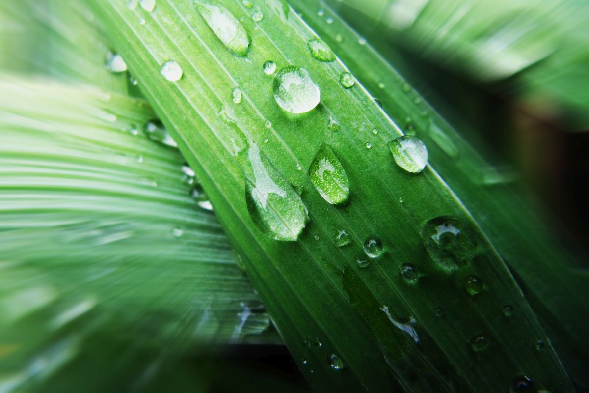 Wassertropfen, die auf einem Blatt liegen