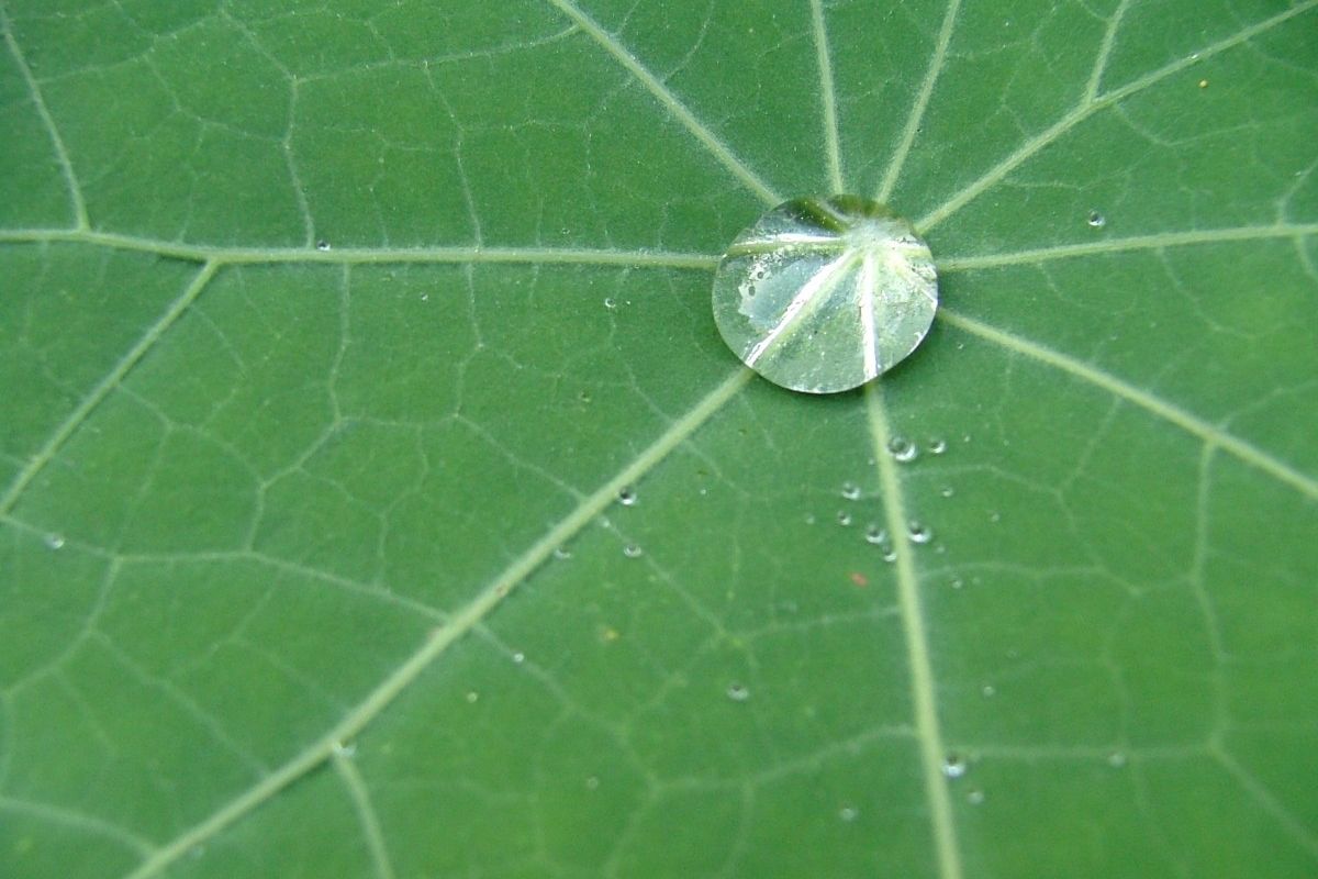 Regentropfen auf einem Blatt